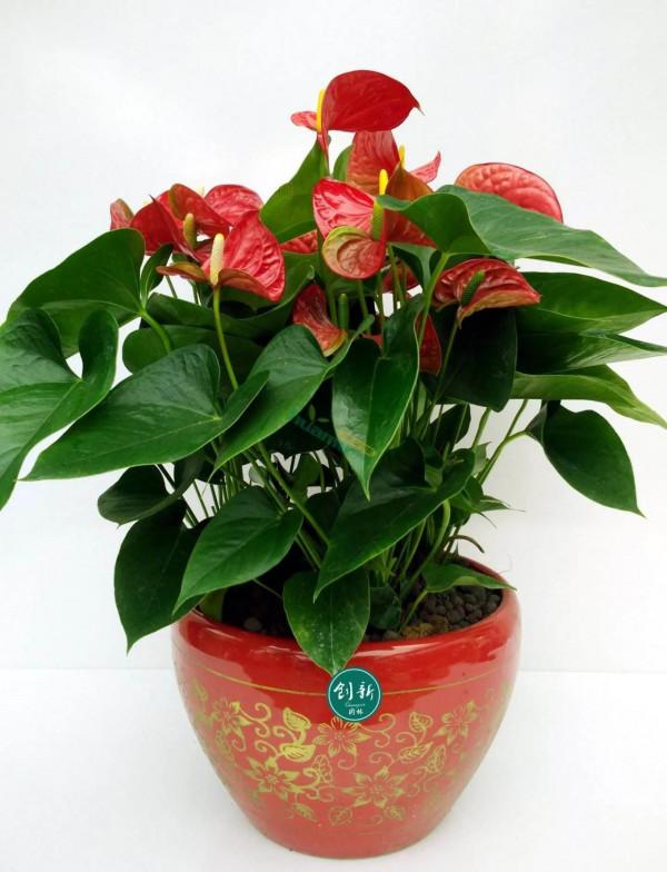 花豔吉利貴氣的八種富貴花