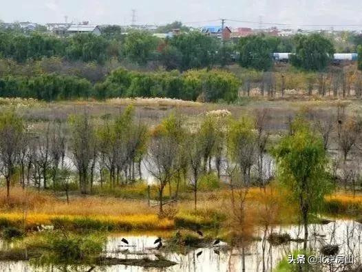 喜迎冬奧慶新春！美麗天鵝現身房山大石河！