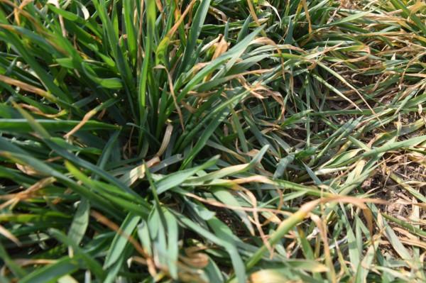 小麥大面積黃葉，如何解決不死苗？農戶很發愁，快來看看吧