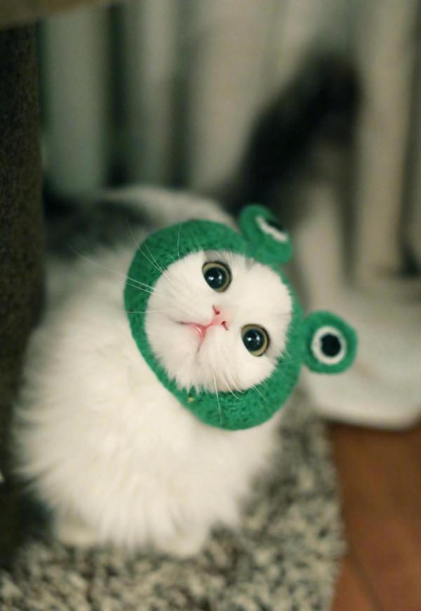 女孩和貓,貓與女孩的轉換 女孩和貓,貓與女孩的轉換