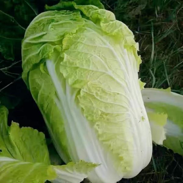 明日大寒，不論有錢沒錢，記得&OpenCurlyDoubleQuote;扔2物吃4樣&rdquo;，寓意祈福納祥