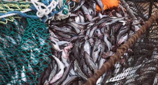 俄羅斯壟斷朝鮮半島明太魚市場,讓中國負責加工,是好心之舉嗎? 俄羅斯壟斷朝鮮半島明太魚市場,讓中國負責加工,是好心之舉嗎?