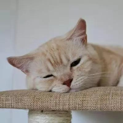 經常犯困,是得了不治之症嗎? 經常犯困,是得了不治之症嗎?