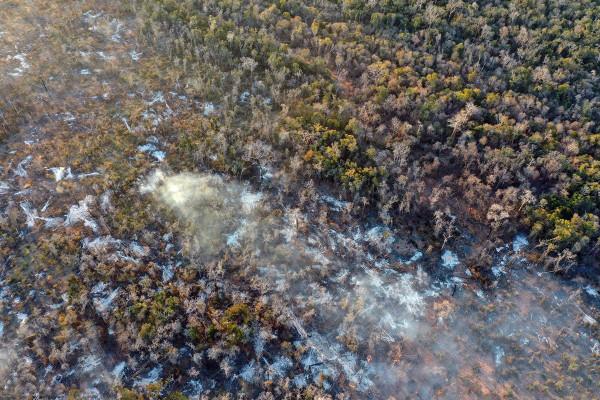 馬島獴:獅身狗嘴貓鬍鬚,如同“縫合怪”,是怎麼進化成這樣的? 馬島獴:獅身狗嘴貓鬍鬚,如同“縫合怪”,是怎麼進化成這樣的?