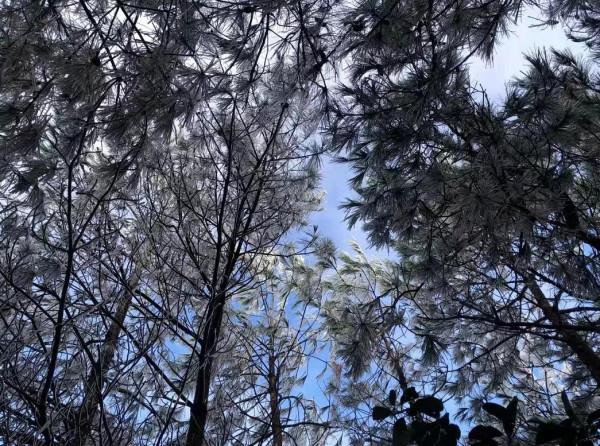 她來啦！東獅山絕美霧凇來襲