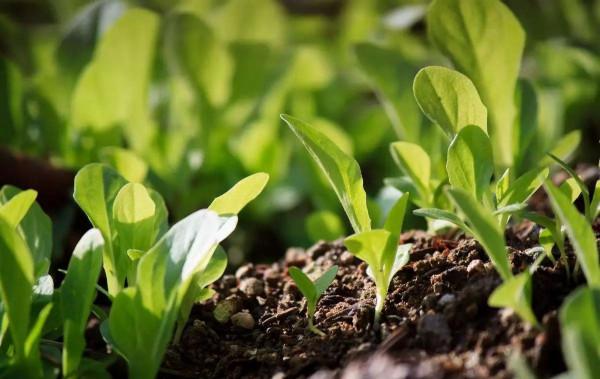 衢州農民建“一米菜園”5畝地巧賺20萬,如何規劃成亮點,不簡單 衢州農民建“一米菜園”5畝地巧賺20萬,如何規劃成亮點,不簡單