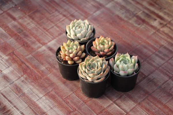 家裡的養花小院,有了3個小物件,滿園開花有“好兆頭” 家裡的養花小院,有了3個小物件,滿園開花有“好兆頭”