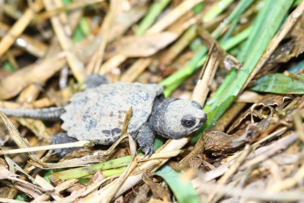 北美大鱷龜在我國多省出現,長江或已“失守”,吃貨能解決它嗎? 北美大鱷龜在我國多省出現,長江或已“失守”,吃貨能解決它嗎?