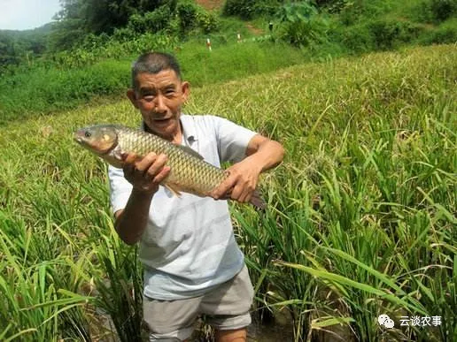 快看——稻田裡的那條魚
