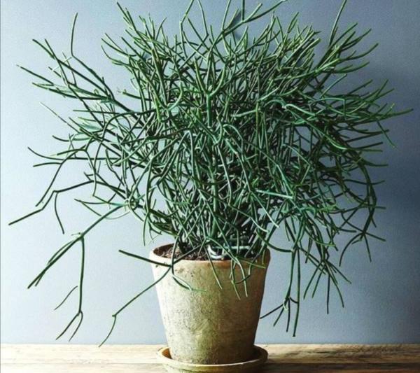 天冷了，8種有毒花別在屋裡養，容易影響健康