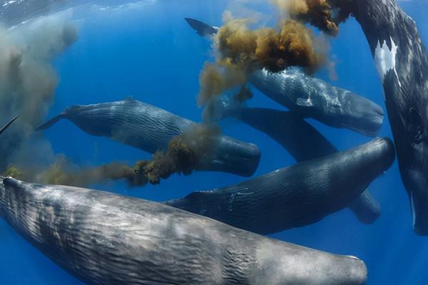 日食萬斤,靠拉屎養活一片海洋,鯨:排量越大,責任越大 日食萬斤,靠拉屎養活一片海洋,鯨:排量越大,責任越大