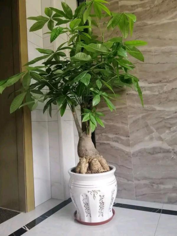 17大&OpenCurlyDoubleQuote;吉祥花&rdquo;，寓意深遠，有的高階大氣，有的呆萌可愛