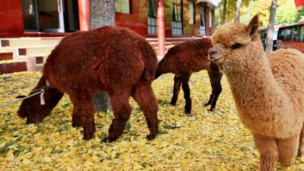 秋遊不可錯過白雲山，它免費來了
