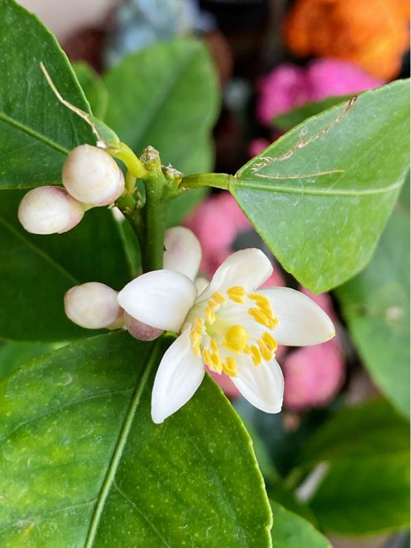 8種“安全花”，家裡有老人孩子孕婦都能養，反而清新養人