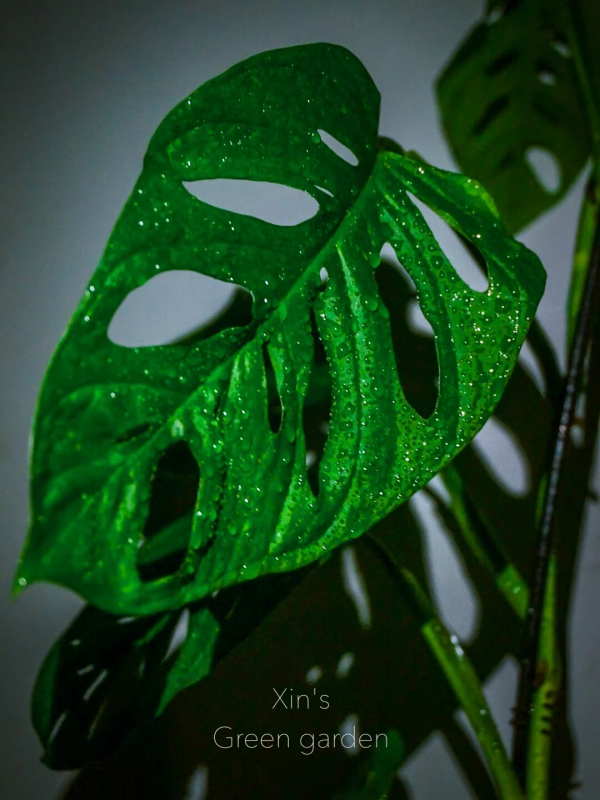 沒有花園怎麼種花？從東北到廣東，4位大神在室內種出植物園