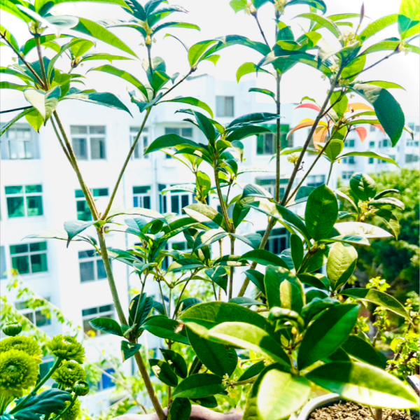 門前栽桂花“人前顯富貴”，盆栽桂花注意這4點，長成“貴人樹”