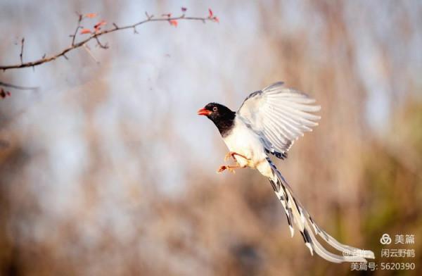 不為雞犬是戰狼，但看紅嘴藍鴉鵲