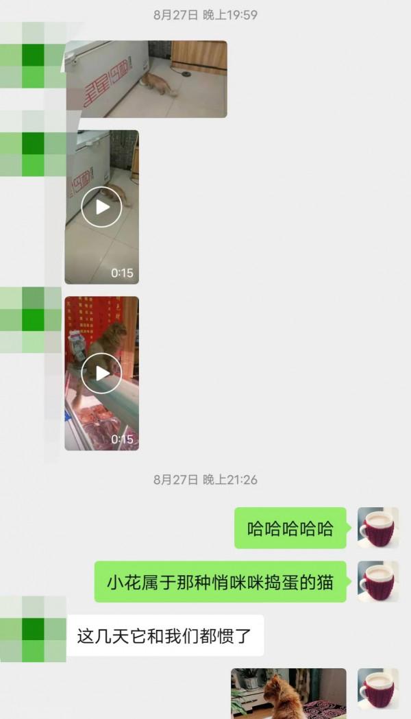 被送養後的成年貓,輾轉回家的路好難 被送養後的成年貓,輾轉回家的路好難