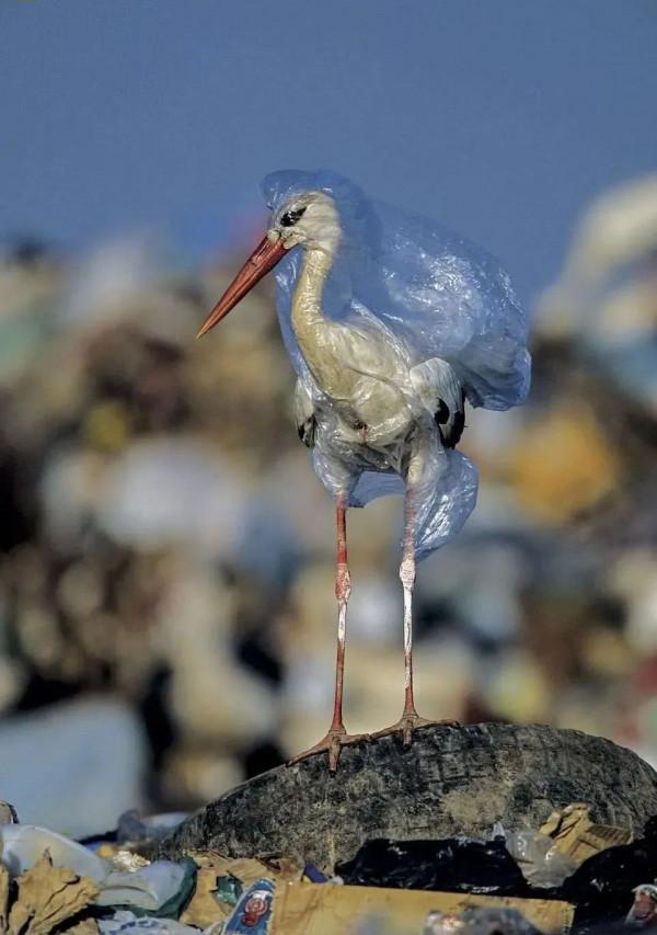 麥旋風殺“人”事件？人工製品對自然的影響有多大？