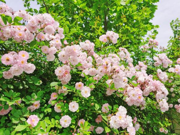 農村人的院子超上檔次，種花不在多，關鍵是選好品種