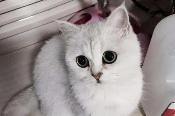 飼養攻略|英短銀漸層怎麼養? 飼養攻略|英短銀漸層怎麼養?