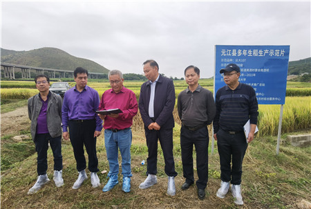 像種韭菜一樣種水稻!雲南多年生稻實現“一種多收” 像種韭菜一樣種水稻!雲南多年生稻實現“一種多收”