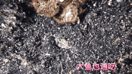 真實存在的科幻怪蟲：博位元蟲