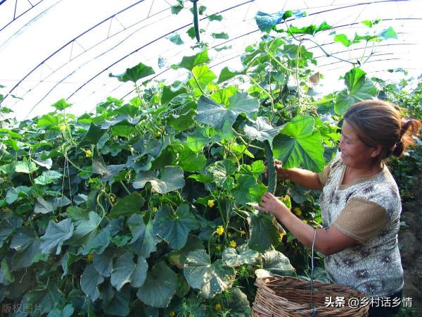祖輩流傳下來的順口溜，用來種植蔬菜，人人能成為種菜能手