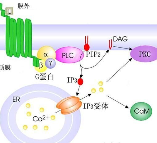 為啥人不能吃生的動物肉，動物吃了就沒事？人類真這麼脆弱麼