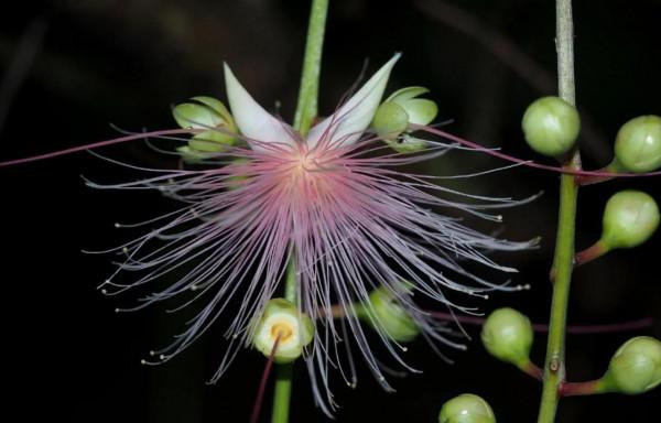 各色的花都開得繽紛絢燦，好像天上降下了一道彩雲