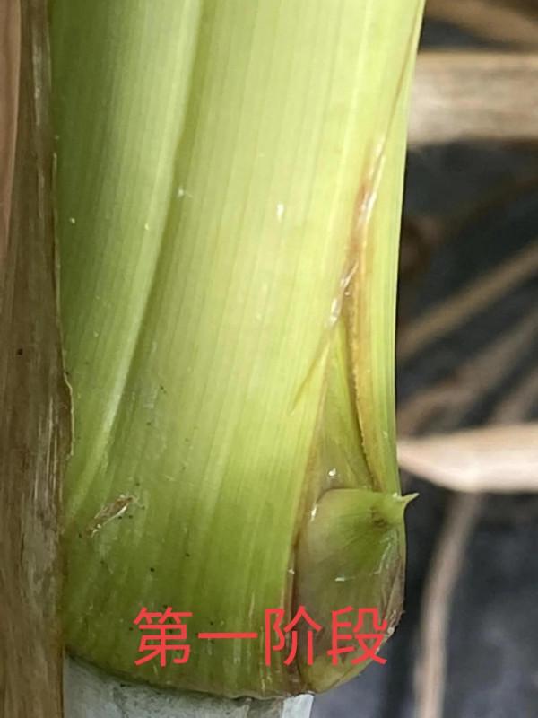 “軍糧一號”芽孢是怎樣的,今天帶大家看看 “軍糧一號”芽孢是怎樣的,今天帶大家看看