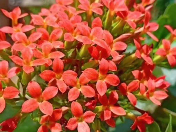 這一年 我的花花草草 驚豔了我的小院 驚豔了我的心