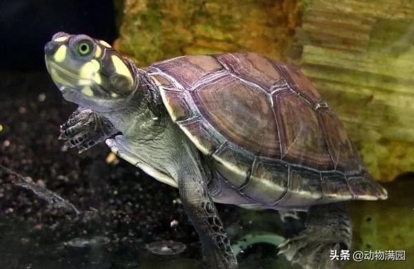 物種百科:黃頭側頸龜 物種百科:黃頭側頸龜