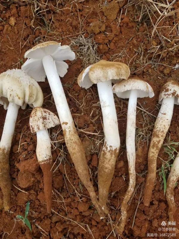 自留地種雞樅賣（東川十八怪之十三）