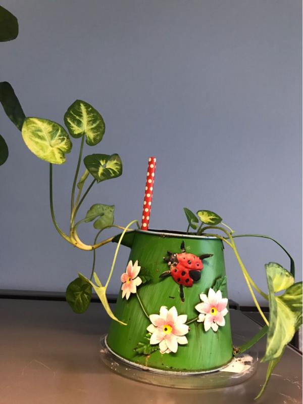 誰說養花只能用花盆！水壺易拉罐都是寶，能插葉子就能養花