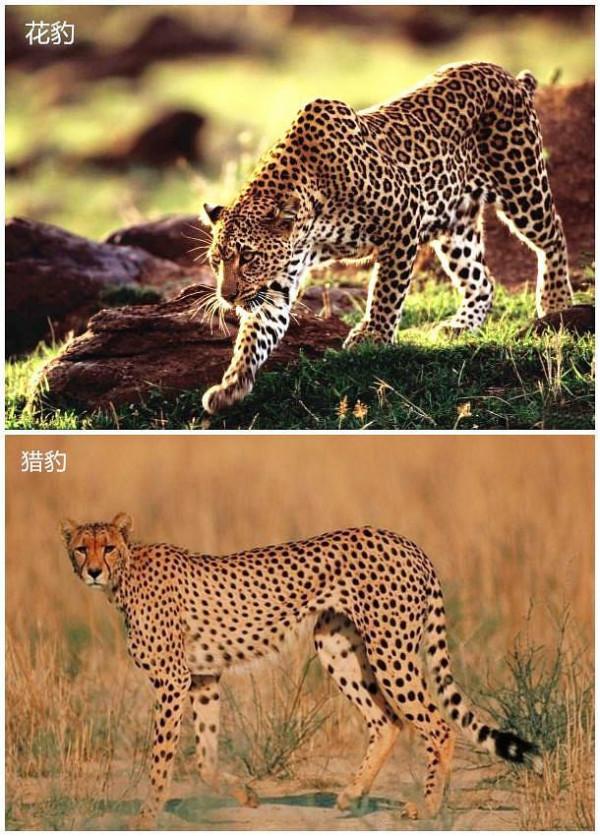 花豹和獵豹再也不用傻傻分不清了