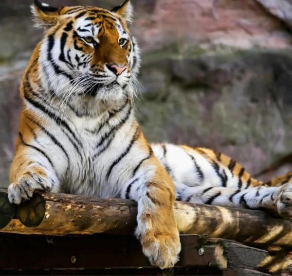 圖片分享：千姿百態的虎照來了，實屬精彩，值得收藏