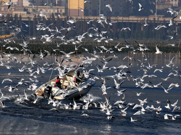 曾破吉尼斯世界紀錄！80萬畝花海齊綻放！這裡藏著國內最早的春天