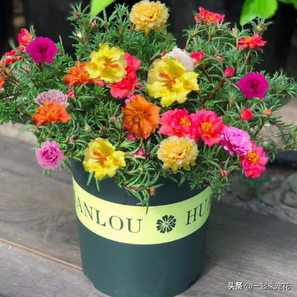 家裡養了3種花，養兩年趕緊丟掉，越老越醜不值錢，你家養過幾種