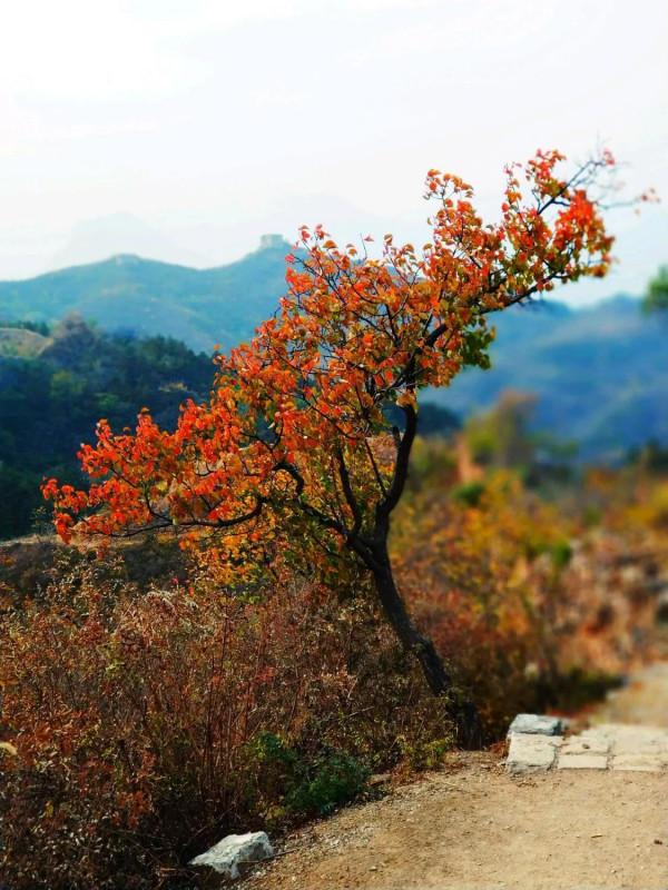 不出北京坐火車去賞秋,方便經濟不堵車,臥虎山蟠龍山盡顯中國紅 不出北京坐火車去賞秋,方便經濟不堵車,臥虎山蟠龍山盡顯中國紅