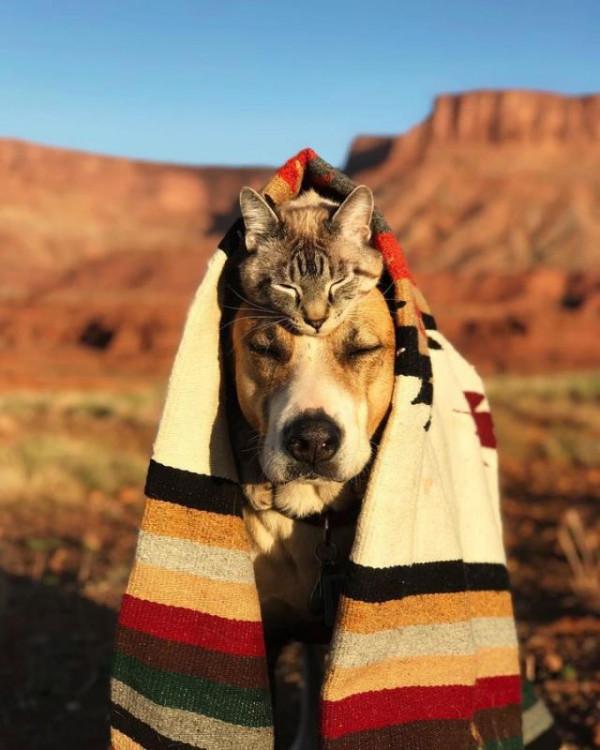 兩人一貓一狗四處探險旅行,每一幕都萌翻天 兩人一貓一狗四處探險旅行,每一幕都萌翻天