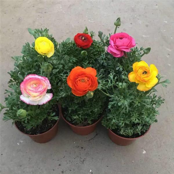 抓住4點盆栽花毛茛，秋天入手，冬日就能花開繽紛多彩