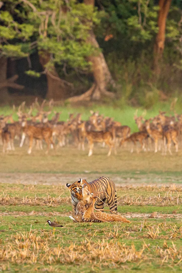&quot&semi;meng&quot&semi;虎出山，虎年新春帶你看老虎的前世今生