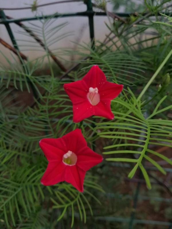 小花園裡秋花正旺，手調曝光補償，拍攝花瓣細節