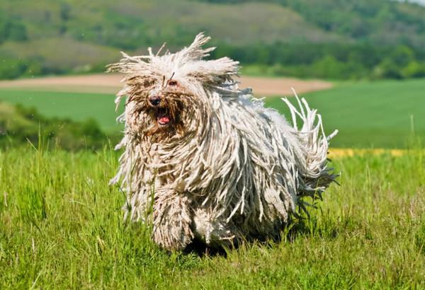 這些“容易發臭”的狗要慎選!顏值不低,味道難聞 這些“容易發臭”的狗要慎選!顏值不低,味道難聞