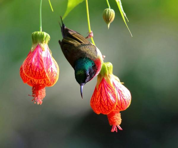 太陽鳥吃燈籠花是真，是假