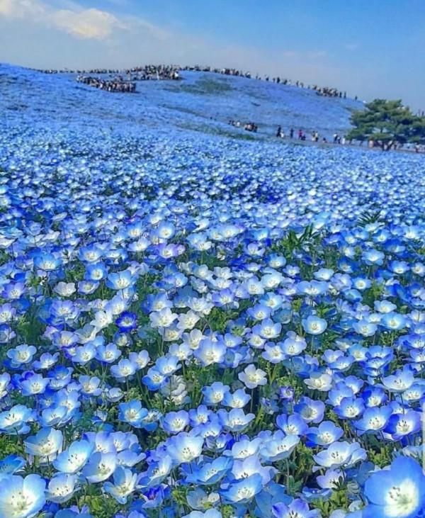 走進藍色海洋,你就是女王!嬰兒的蘭眼睛—喜林草。挺住,別迷路 走進藍色海洋,你就是女王!嬰兒的蘭眼睛—喜林草。挺住,別迷路