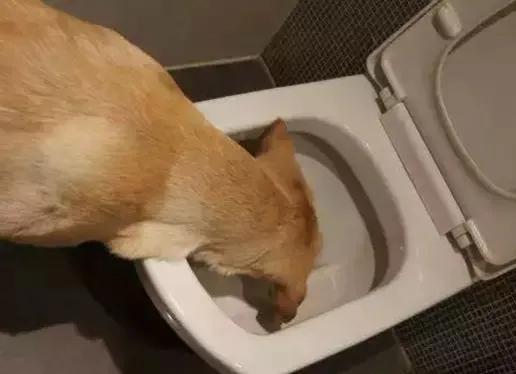 為什麼狗改不了吃屎 為什麼狗改不了吃屎