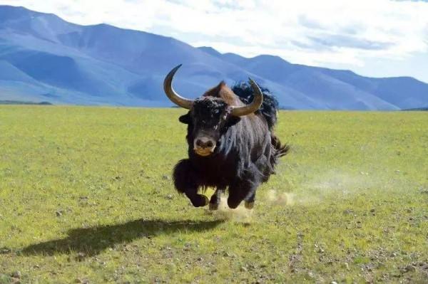 犛牛，高原生活之保障