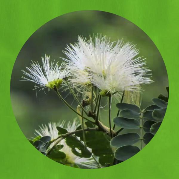 合歡花綻妍 合歡花綻妍